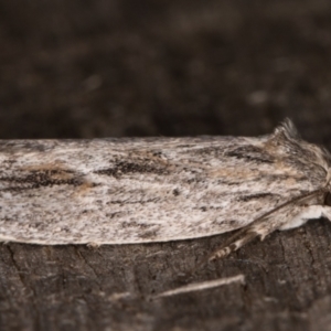 Agriophara platyscia at Melba, ACT - 21 Mar 2022