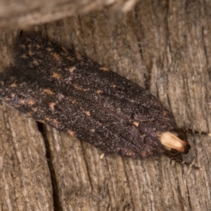 Ardozyga undescribed species near deltodes at Melba, ACT - 21 Mar 2022