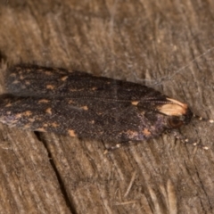 Ardozyga undescribed species near deltodes at Melba, ACT - 21 Mar 2022