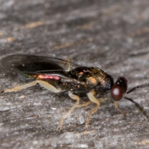 Pteromalidae (family) at Melba, ACT - 22 Mar 2022 12:00 AM