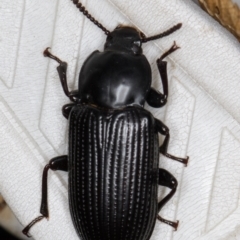 Meneristes australis (Darking beetle) at Melba, ACT - 22 Mar 2022 by kasiaaus