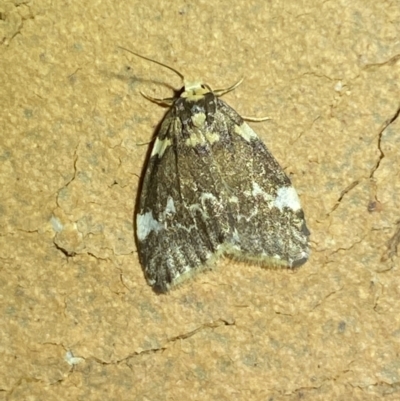 Halone pteridaula (a Lichen moth) at Jerrabomberra, NSW - 25 Apr 2022 by SteveBorkowskis