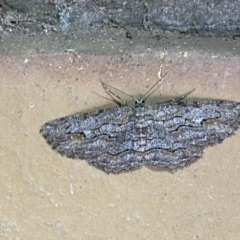 Ectropis excursaria (Common Bark Moth) at Jerrabomberra, NSW - 25 Apr 2022 by Steve_Bok