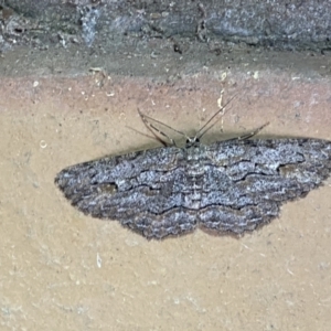 Ectropis excursaria at Jerrabomberra, NSW - suppressed