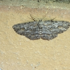 Ectropis excursaria at Jerrabomberra, NSW - suppressed