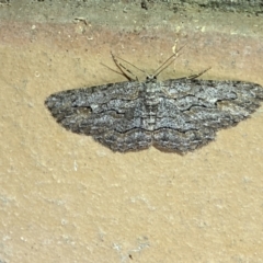 Ectropis excursaria at Jerrabomberra, NSW - suppressed