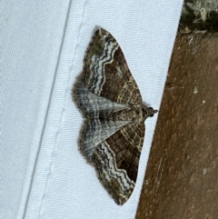 Epyaxa subidaria (Subidaria Moth) at Jerrabomberra, NSW - 25 Apr 2022 by SteveBorkowskis