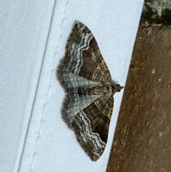 Epyaxa subidaria (Subidaria Moth) at Jerrabomberra, NSW - 25 Apr 2022 by Steve_Bok