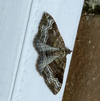 Epyaxa subidaria (Subidaria Moth) at Jerrabomberra, NSW - 25 Apr 2022 by SteveBorkowskis