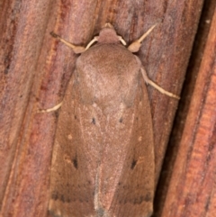 Proteuxoa porphyrescens (A Noctuid moth) at Melba, ACT - 22 Mar 2022 by kasiaaus