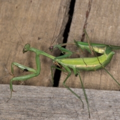 Pseudomantis albofimbriata (False garden mantis) at Melba, ACT - 22 Mar 2022 by kasiaaus