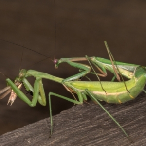 Pseudomantis albofimbriata at Melba, ACT - 22 Mar 2022