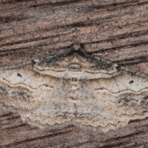 Syneora euboliaria at Melba, ACT - 22 Mar 2022