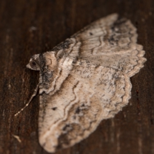 Syneora euboliaria at Melba, ACT - 22 Mar 2022 10:55 PM