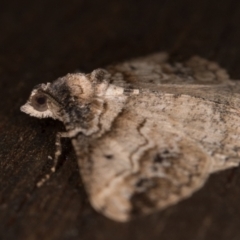 Syneora euboliaria at Melba, ACT - 22 Mar 2022 10:55 PM