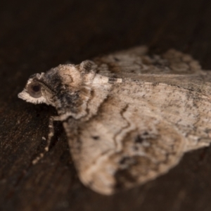 Syneora euboliaria at Melba, ACT - 22 Mar 2022