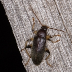 Alleculinae sp. (Subfamily) (Unidentified Comb-clawed beetle) at Melba, ACT - 22 Mar 2022 by kasiaaus