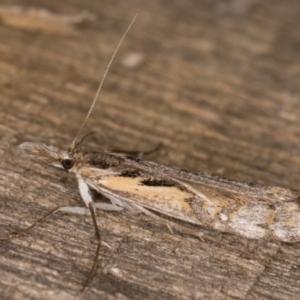 Hednota pedionoma at Melba, ACT - 22 Mar 2022