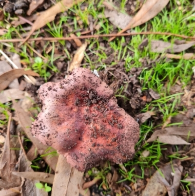 Russula sp. (Russula) at Aranda, ACT - 26 Apr 2022 by Ormaylo