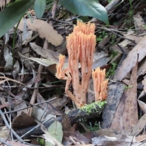 Ramaria sp. at Paddys River, ACT - 25 Apr 2022