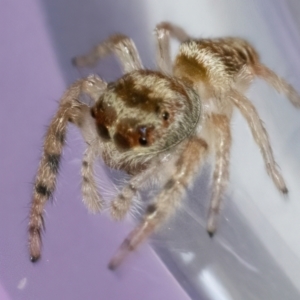 Opisthoncus grassator at Googong, NSW - 25 Apr 2022