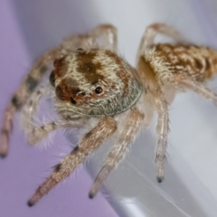 Opisthoncus grassator at Googong, NSW - 25 Apr 2022