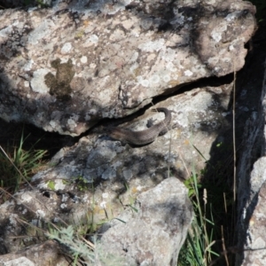 Egernia cunninghami at Latham, ACT - 25 Apr 2022 11:00 AM