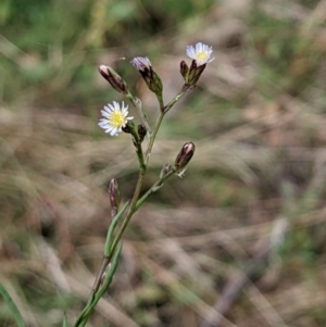 Symphyotrichum subulatum at Watson, ACT - 26 Apr 2022