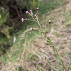 Symphyotrichum subulatum at Watson, ACT - 26 Apr 2022