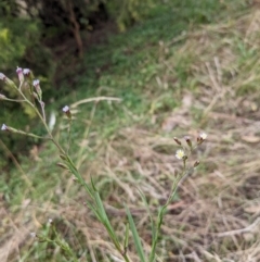 Symphyotrichum subulatum at Watson, ACT - 26 Apr 2022 02:13 PM