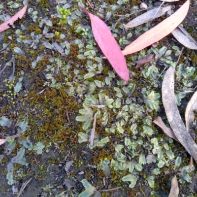 Riccia sp. (genus) (Liverwort) at Cooma North Ridge Reserve - 26 Apr 2022 by mahargiani