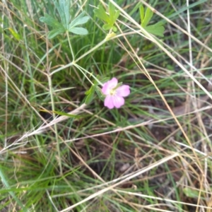 Geranium sp. at Cooma, NSW - 26 Apr 2022