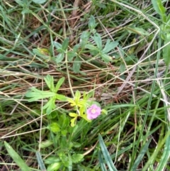 Geranium sp. at Cooma, NSW - 26 Apr 2022