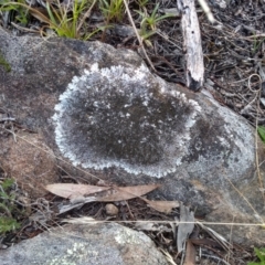 Parmeliaceae (family) (A lichen family) at Cooma, NSW - 26 Apr 2022 by mahargiani