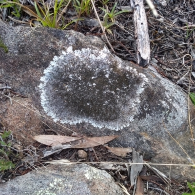 Parmeliaceae (family) (A lichen family) at Cooma North Ridge Reserve - 26 Apr 2022 by mahargiani