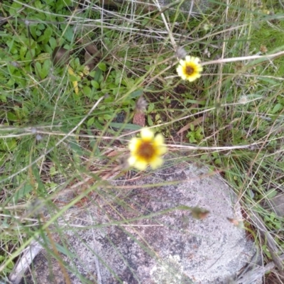 Tolpis barbata (Yellow Hawkweed) at Cooma, NSW - 26 Apr 2022 by mahargiani