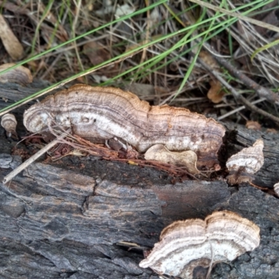 Gloeophyllum at Cooma, NSW - 26 Apr 2022 by mahargiani