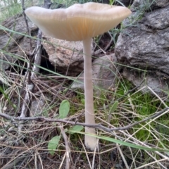 Oudemansiella gigaspora group at Cooma, NSW - 26 Apr 2022 03:21 PM