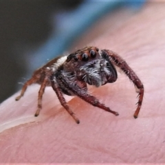 Opisthoncus grassator (Jumping spider) at Tennent, ACT - 24 Apr 2022 by JohnBundock