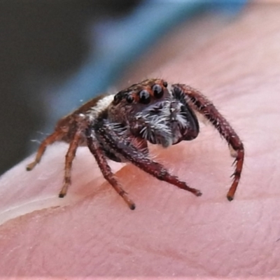 Opisthoncus grassator (Jumping spider) at Tennent, ACT - 25 Apr 2022 by JohnBundock