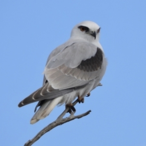 Elanus axillaris at Leeton, NSW - 11 Oct 2021