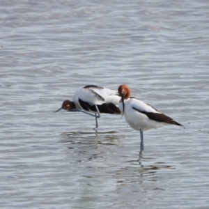 Recurvirostra novaehollandiae at Leeton, NSW - 11 Oct 2021