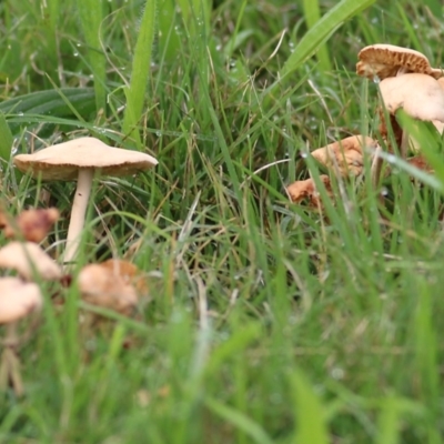 Unidentified Cap on a stem; gills below cap [mushrooms or mushroom-like] at Wodonga, VIC - 25 Apr 2022 by KylieWaldon