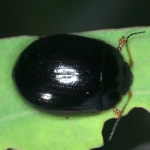 Paropsisterna rufipes at Tennent, ACT - 29 Dec 2021