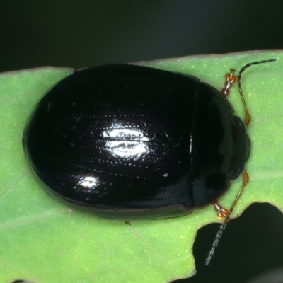 Paropsisterna rufipes (Eucalyptus leaf beetle, Red-footed leaf beatle) at Tennent, ACT - 29 Dec 2021 by jb2602