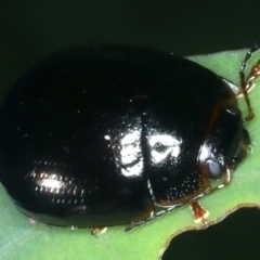 Paropsisterna rufipes at Tennent, ACT - 29 Dec 2021