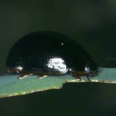 Paropsisterna rufipes at Tennent, ACT - 29 Dec 2021