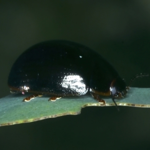 Paropsisterna rufipes at Tennent, ACT - 29 Dec 2021