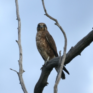 Falco berigora at Coree, ACT - 25 Apr 2022