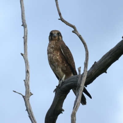 Falco berigora (Brown Falcon) at Coree, ACT - 25 Apr 2022 by jb2602